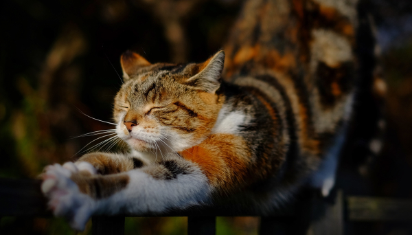 calder therapies blog - cat stretching